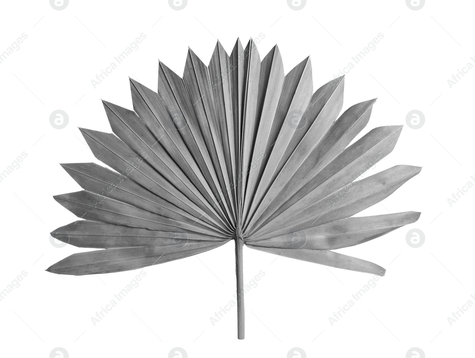 Image of Leaf of fan palm tree on light background. Black and white tone 