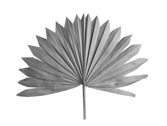 Image of Leaf of fan palm tree on light background. Black and white tone 