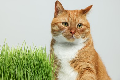 Cute ginger cat and green grass near light grey wall