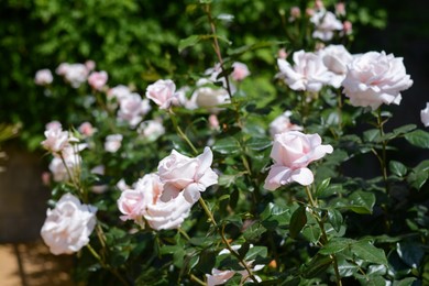 Photo of Bush with beautiful pink roses in garden on sunny day, closeup
