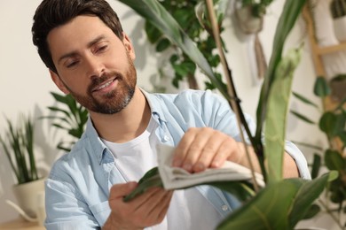 Photo of Man wiping leaves of beautiful potted houseplants with cloth indoors