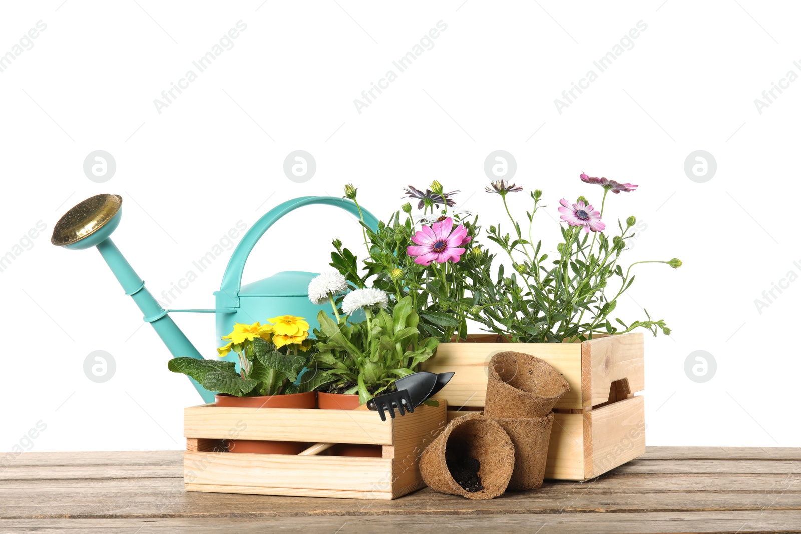 Photo of Potted blooming flowers and gardening equipment on wooden table against white background