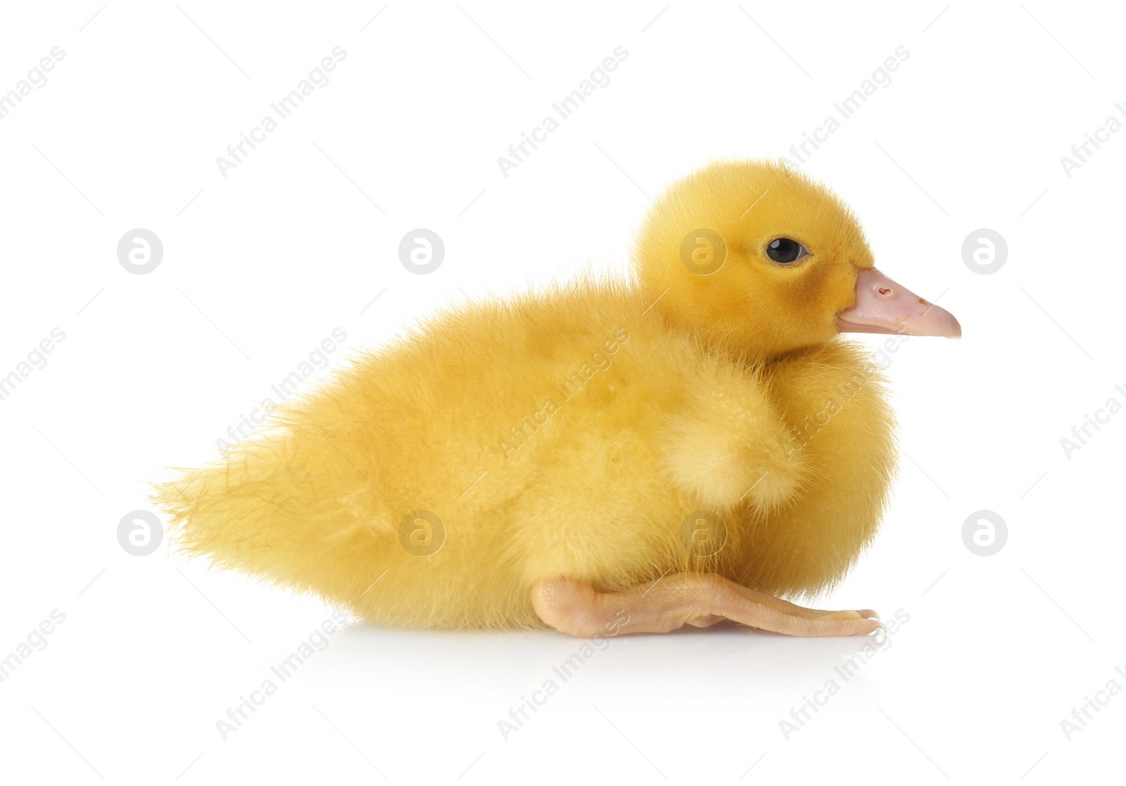 Photo of Cute fluffy gosling on white background. Farm animal