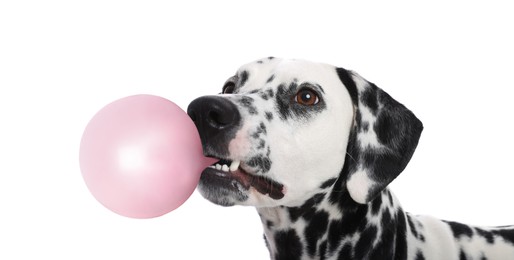 Image of Adorable Dalmatian dog blowing bubble gum on white background
