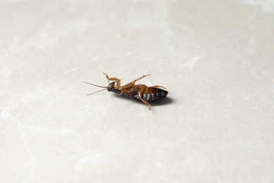 Photo of Dead brown cockroach on light grey marble background. Pest control