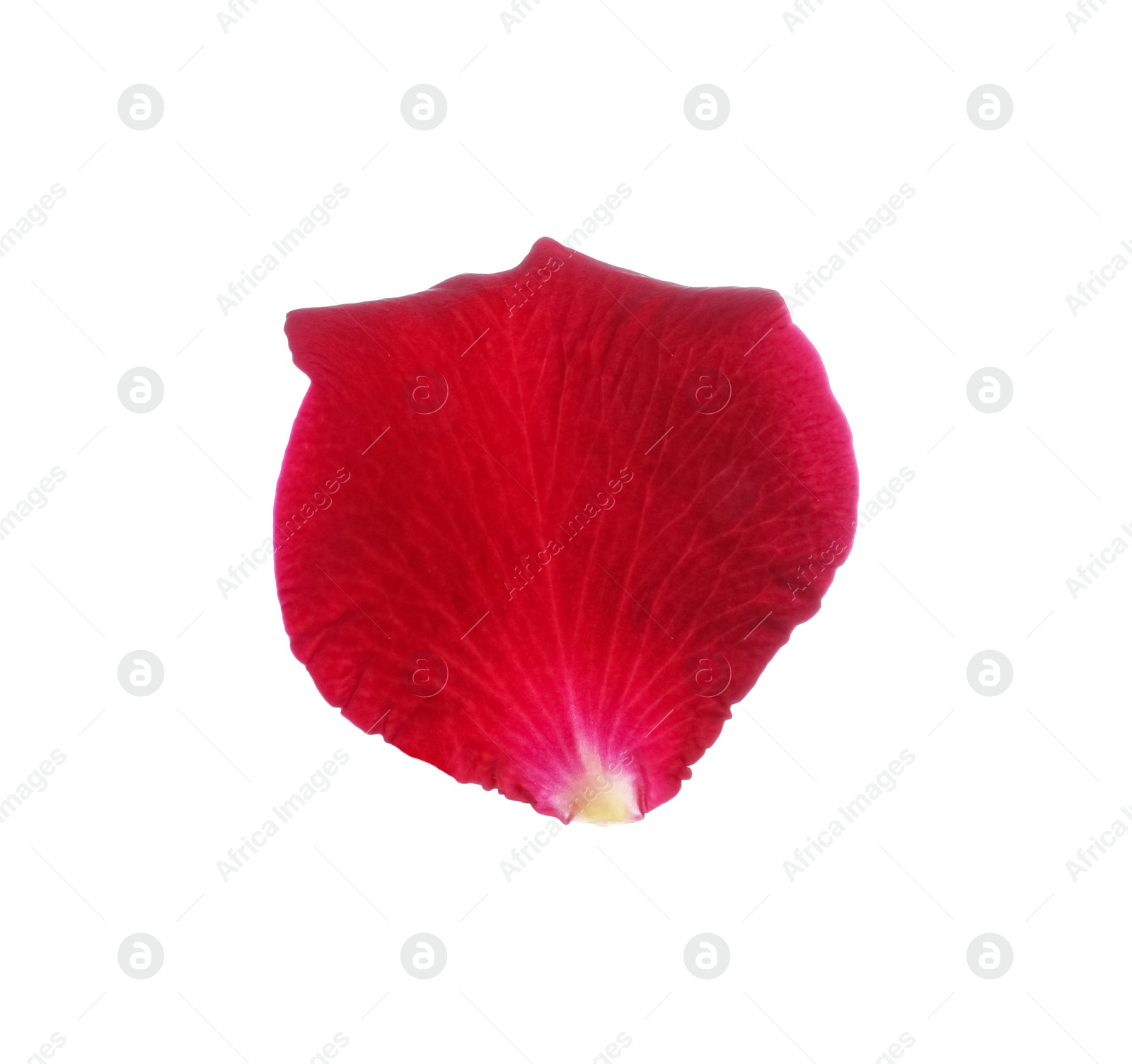 Photo of Red rose flower petal on white background