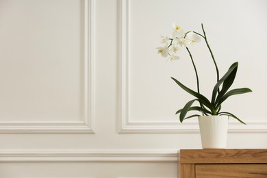 Photo of Blooming orchid flower in pot on wooden chest of drawers near white wall indoors, space for text