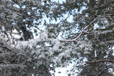 Photo of Fir branches covered with snow on winter day in morning