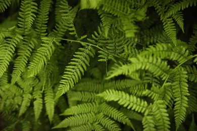 Photo of Beautiful green fern leaves in wild forest