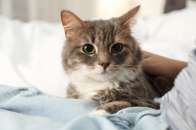 Photo of Little girl with cute cat lying on bed at home, closeup. Domestic pet