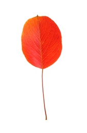 Beautiful autumn leaf on white background. Fall foliage