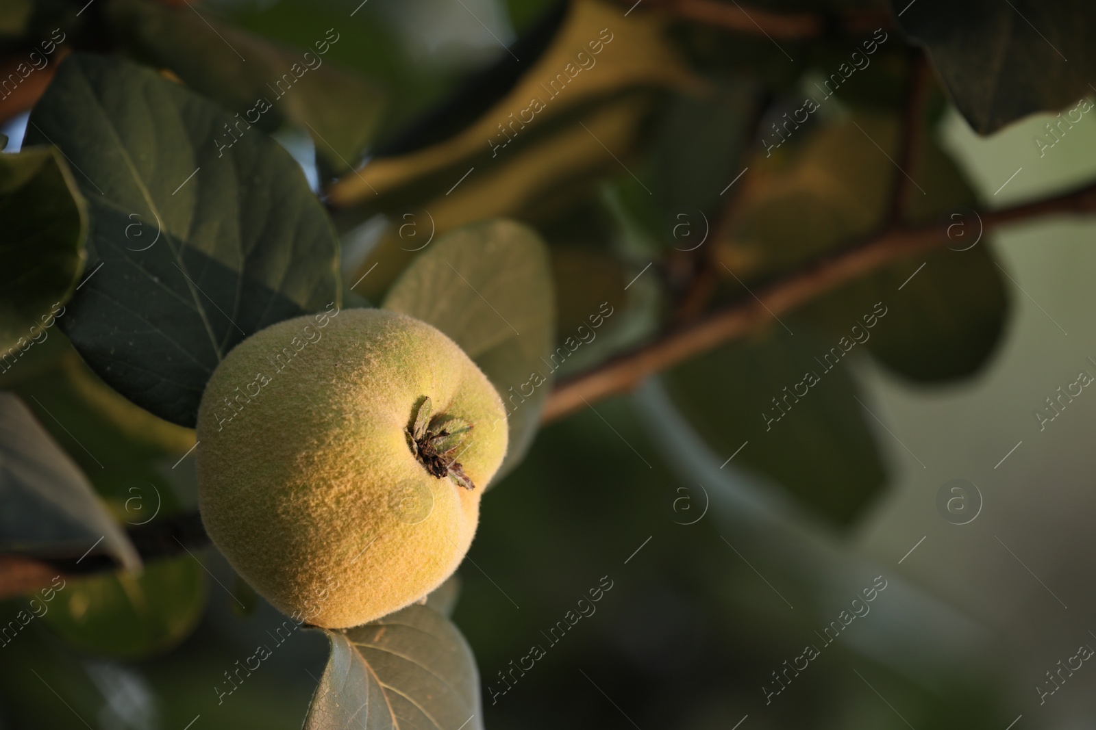 Photo of Quince tree branch with fruit outdoors, closeup. Space for text