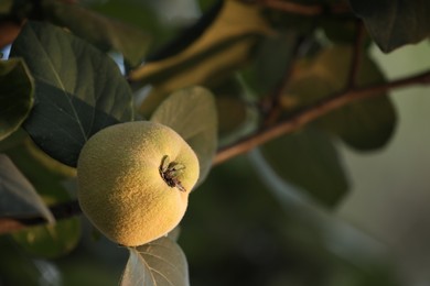 Photo of Quince tree branch with fruit outdoors, closeup. Space for text