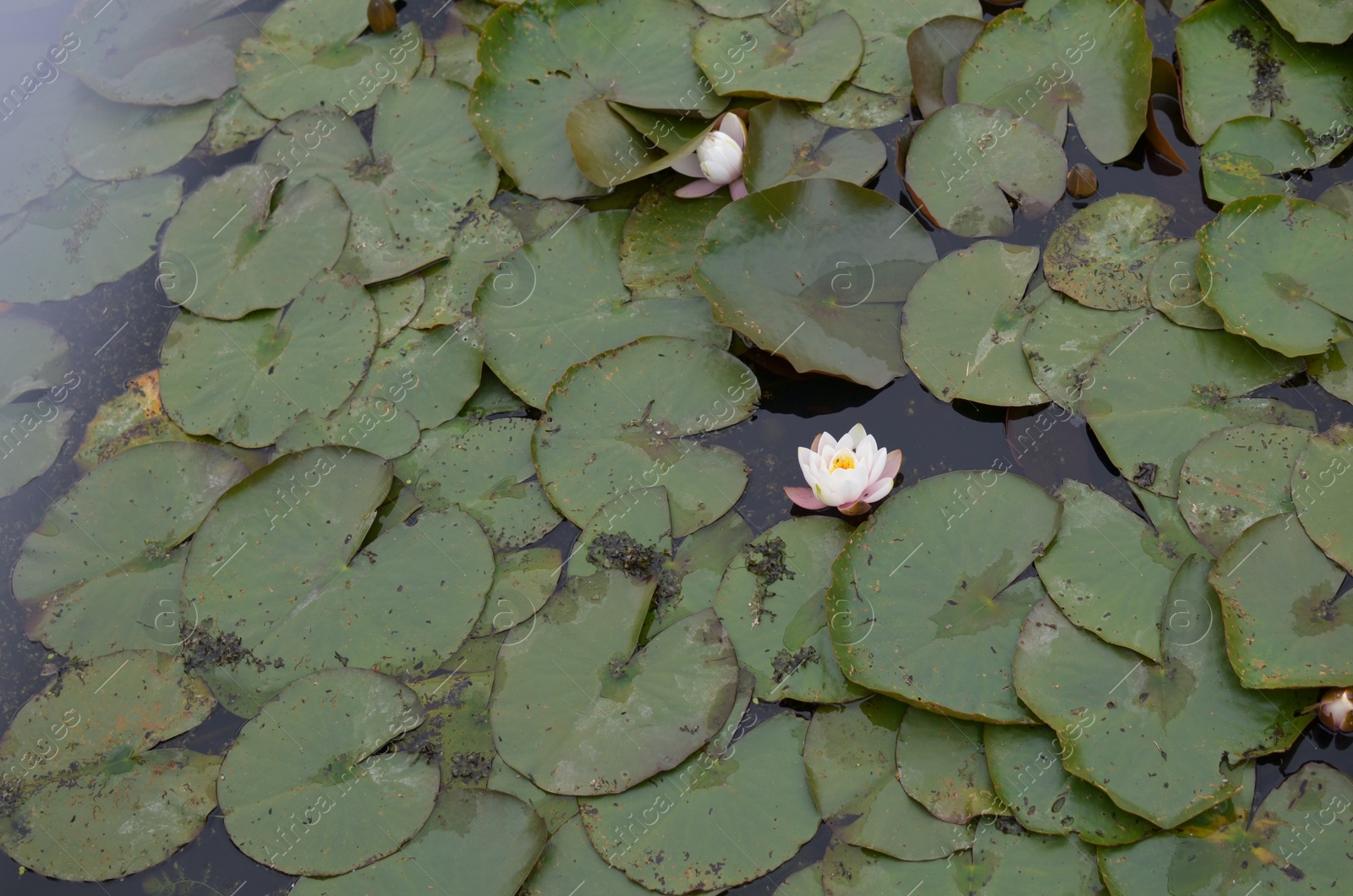 Photo of Beautiful water lily flowers and leaves in pond, above view