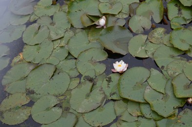 Photo of Beautiful water lily flowers and leaves in pond, above view
