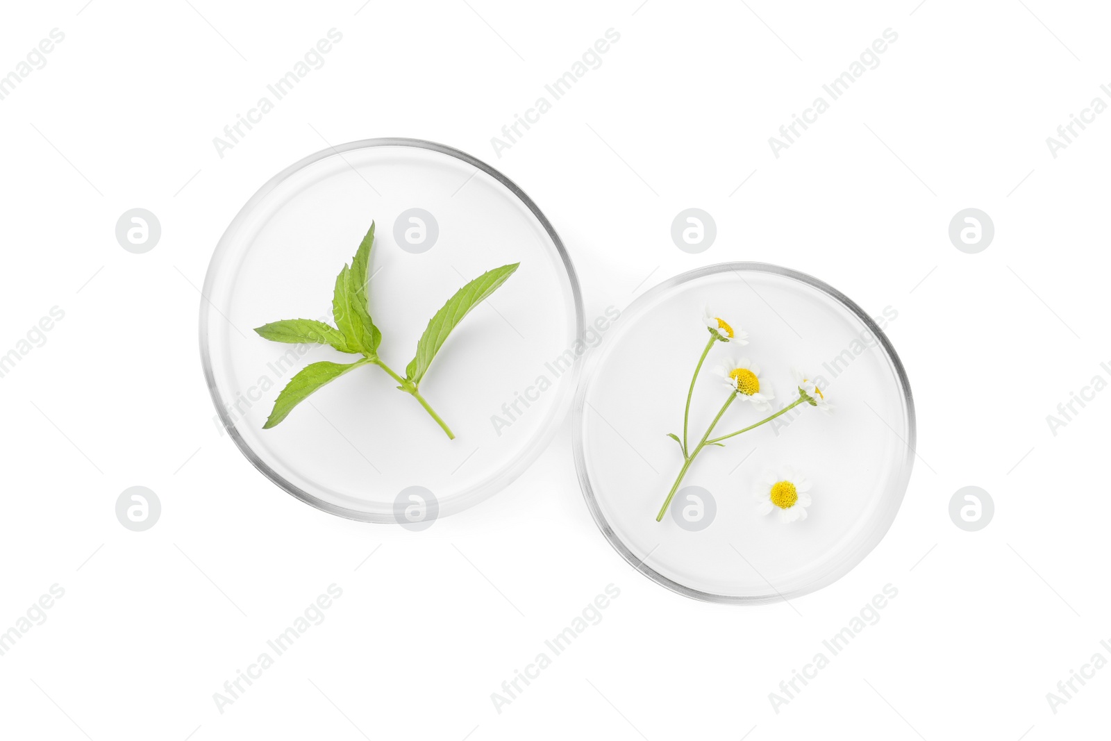 Photo of Petri dishes with different plants isolated on white, top view