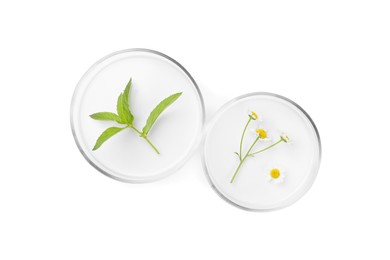 Petri dishes with different plants isolated on white, top view