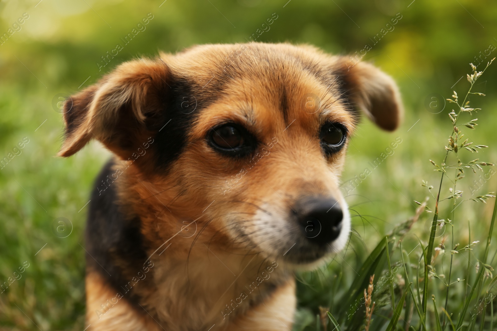 Photo of Cute dog on green grass outdoors, closeup view