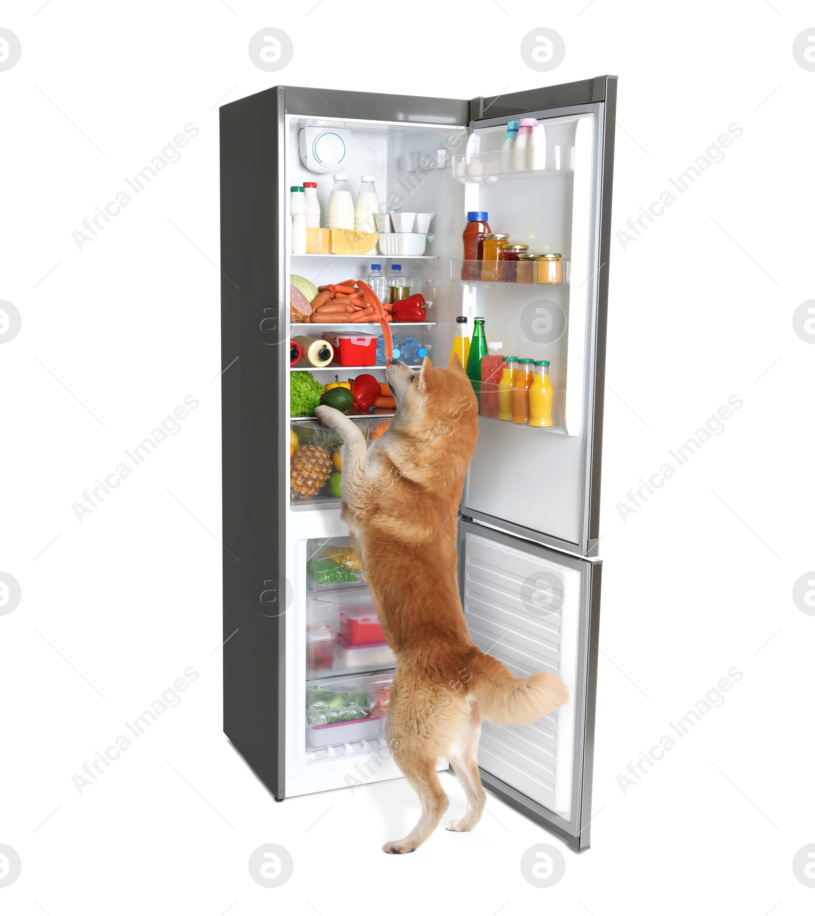Image of Cute Akita Inu dog and open refrigerator with many different products on white background