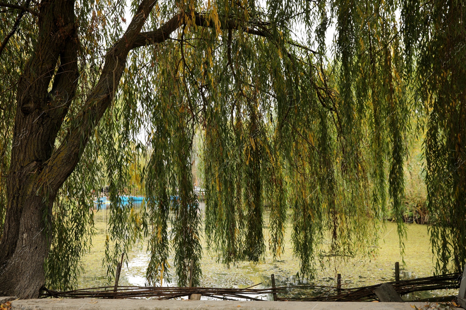 Photo of Beautiful tree with color leaves near lake on autumn day