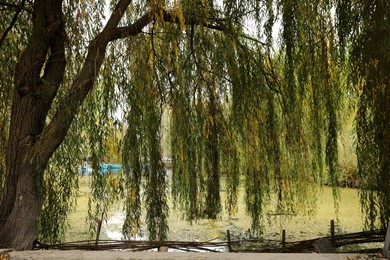 Beautiful tree with color leaves near lake on autumn day