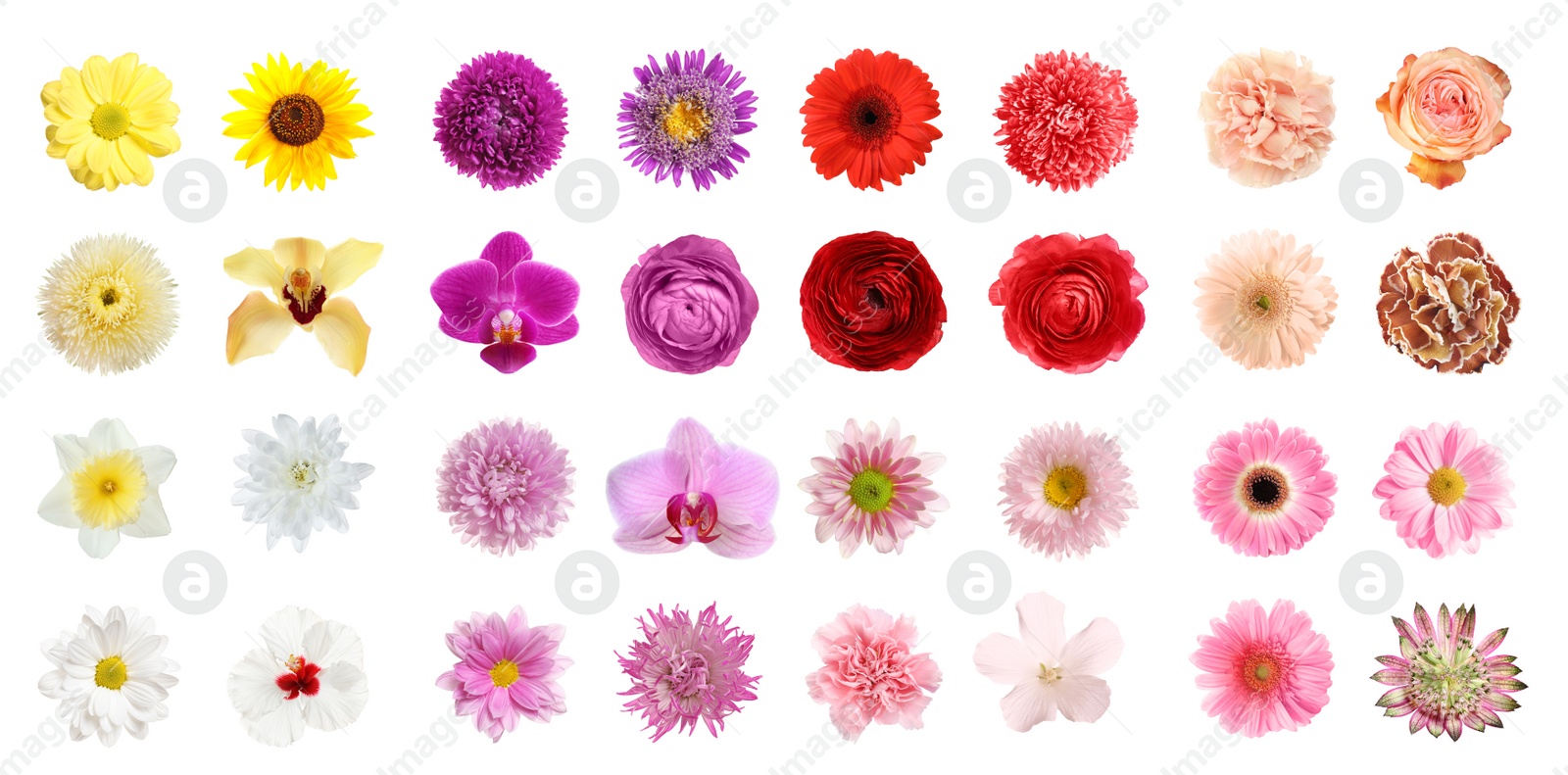 Image of Set of different beautiful flowers on white background. Banner design