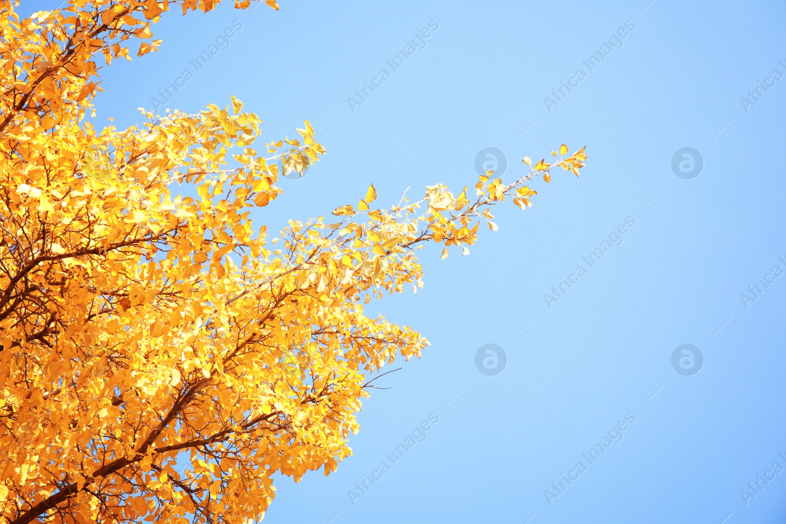 Photo of Tree with golden leaves against blue sky. Autumn sunny day