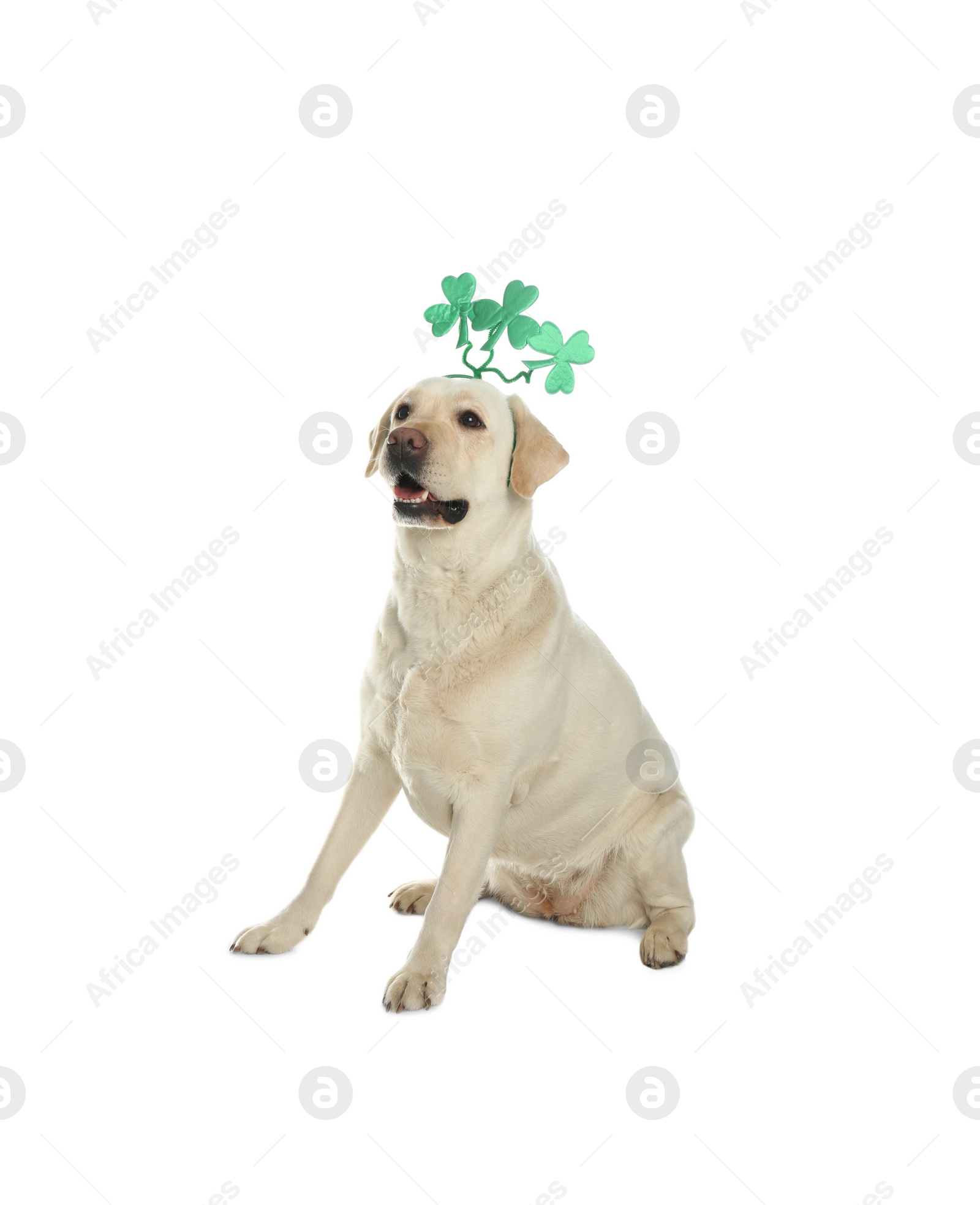 Photo of Labrador retriever with clover leaves headband on white background. St. Patrick's day