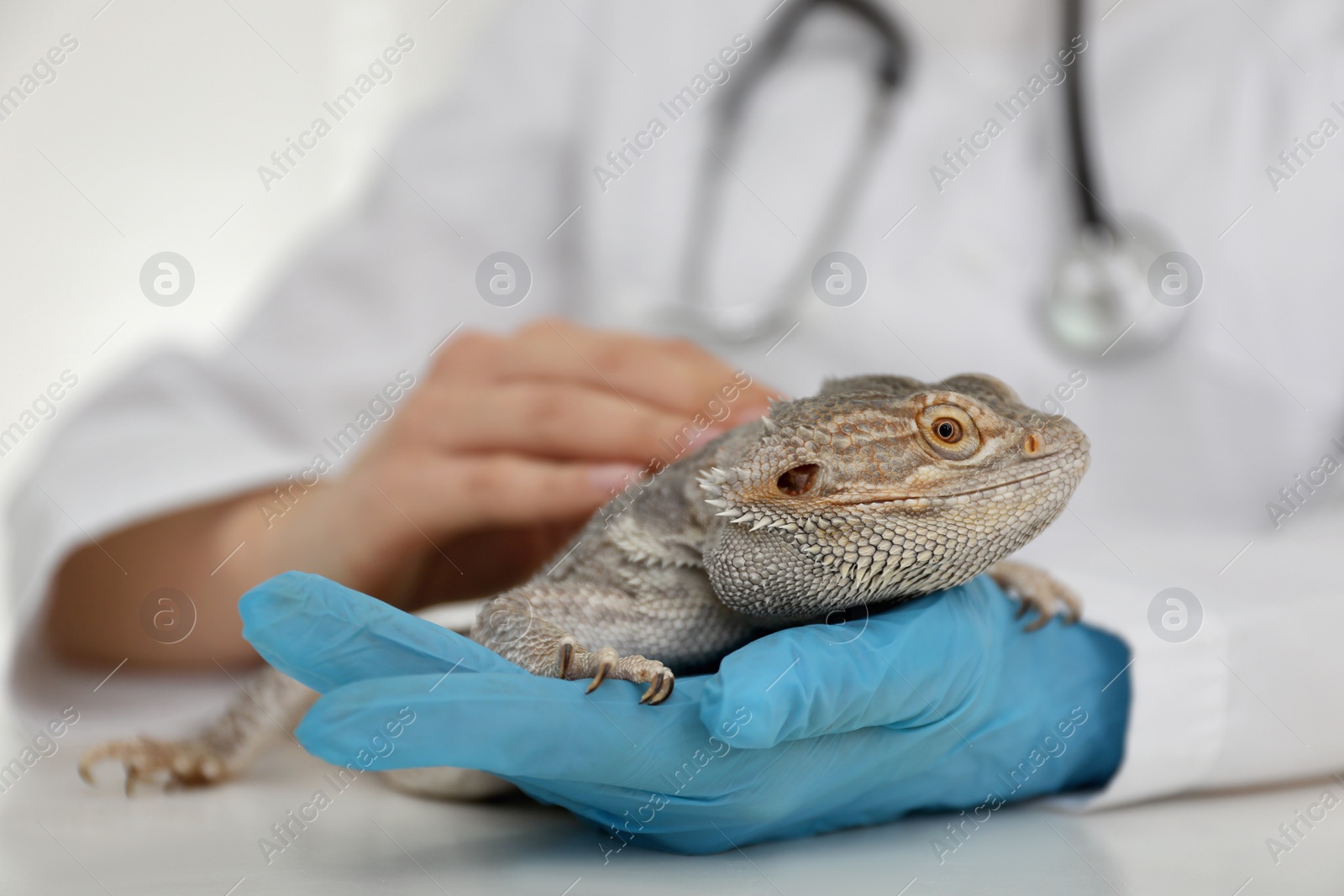 Photo of Veterinarian examining bearded lizard on table in clinic, closeup. Exotic pet