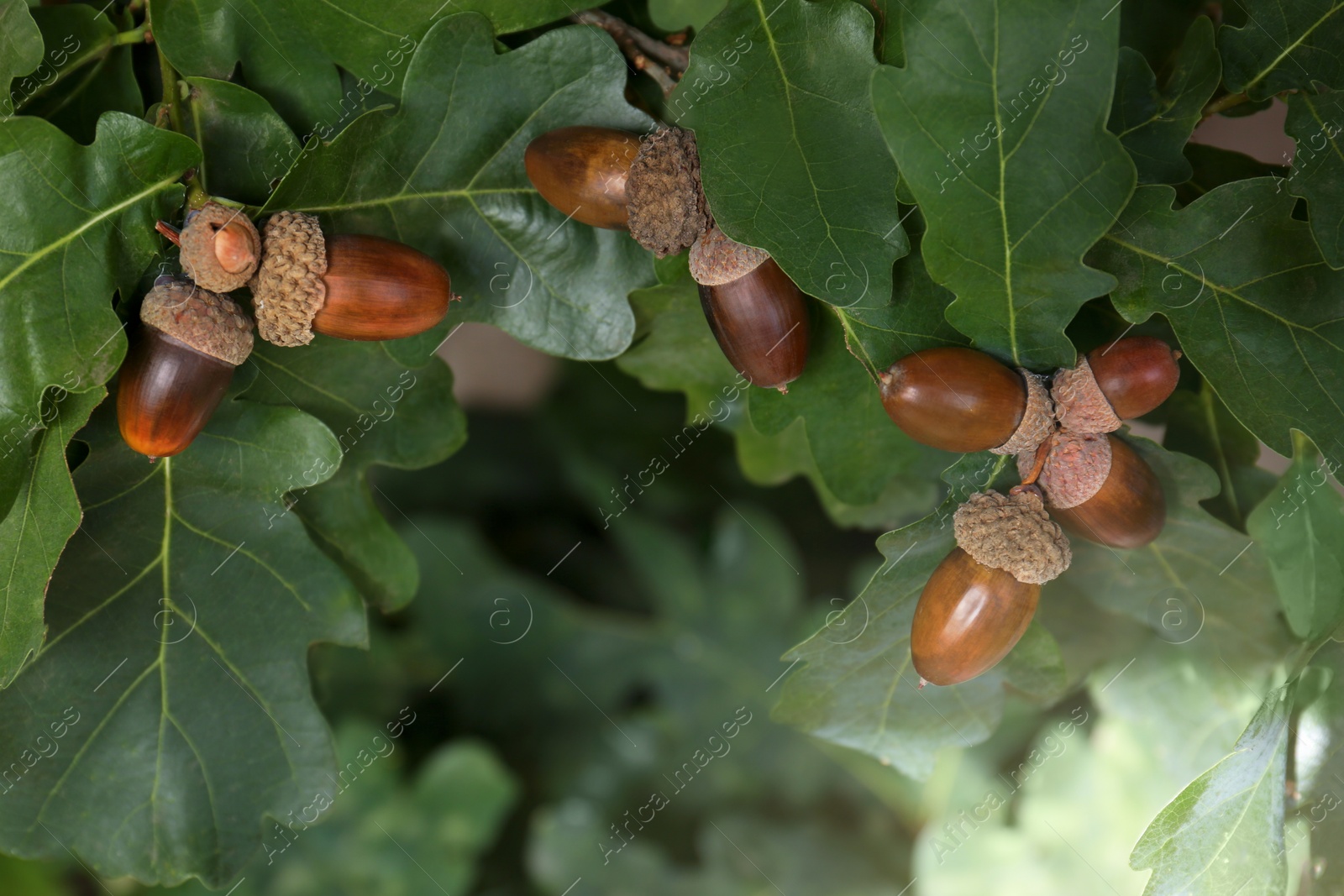 Photo of Oak branch with acorns and leaves outdoors, closeup