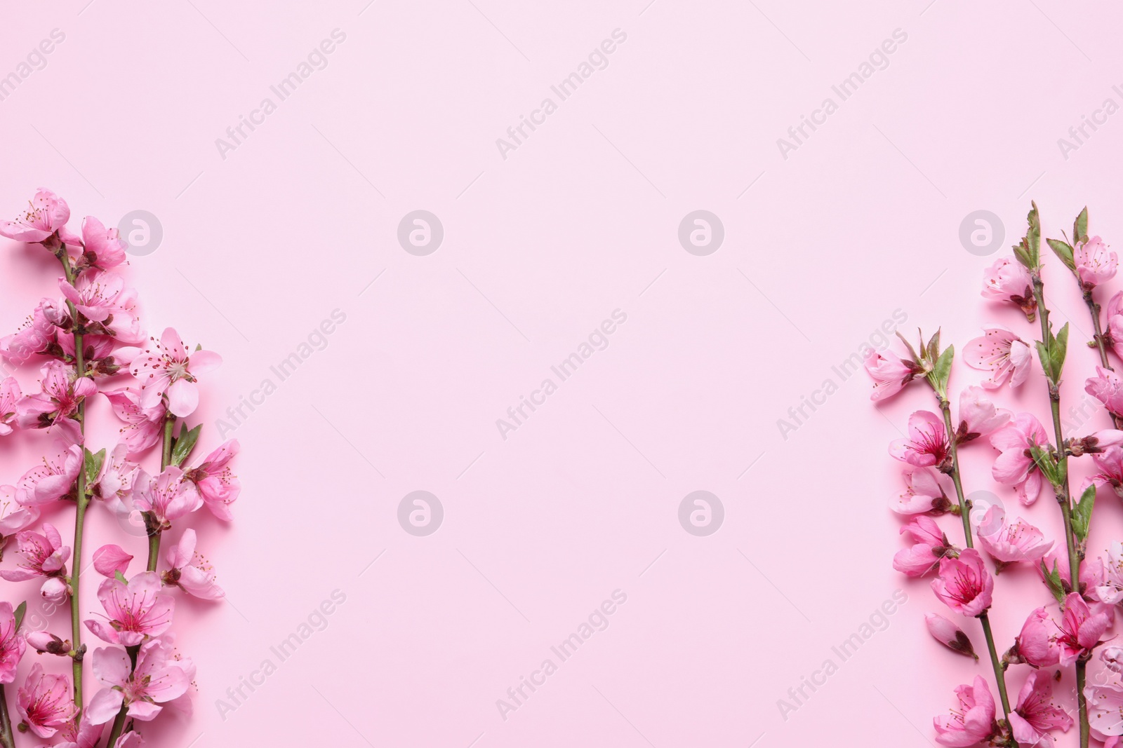 Photo of Beautiful sakura tree blossoms on pink background, flat lay. Space for text