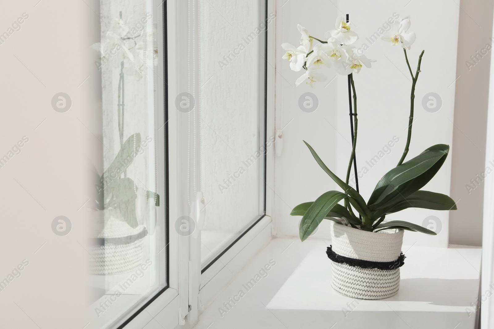 Photo of Blooming white orchid flower in pot on windowsill, space for text