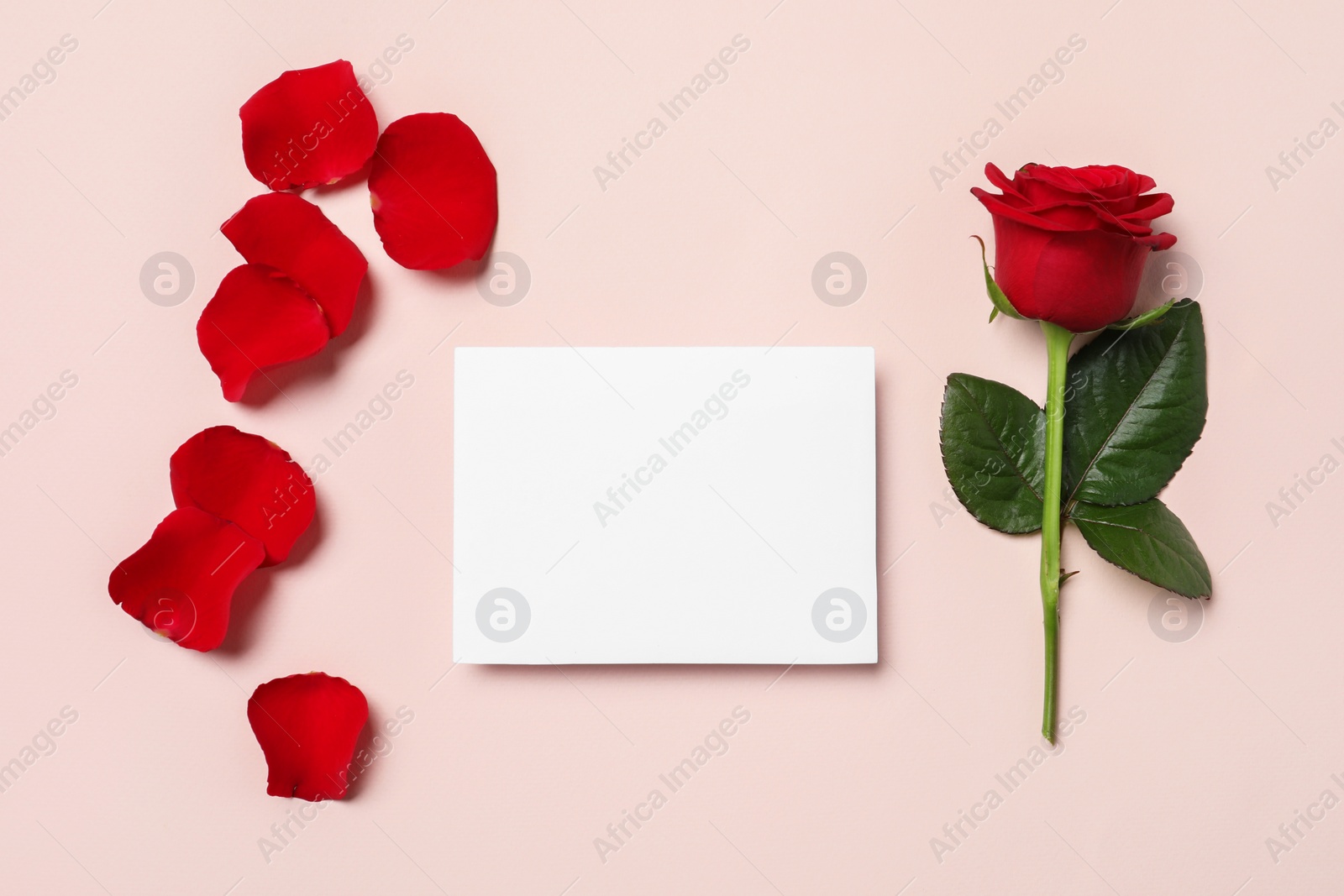 Photo of Blank card, beautiful red rose and petals on pale pink background, flat lay. Space for text