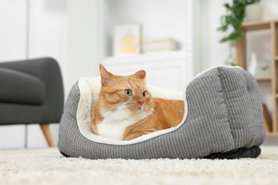 Cute ginger cat lying on pet bed at home