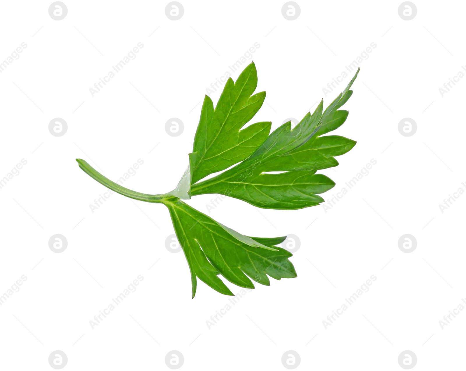 Photo of Aromatic fresh green parsley on white background