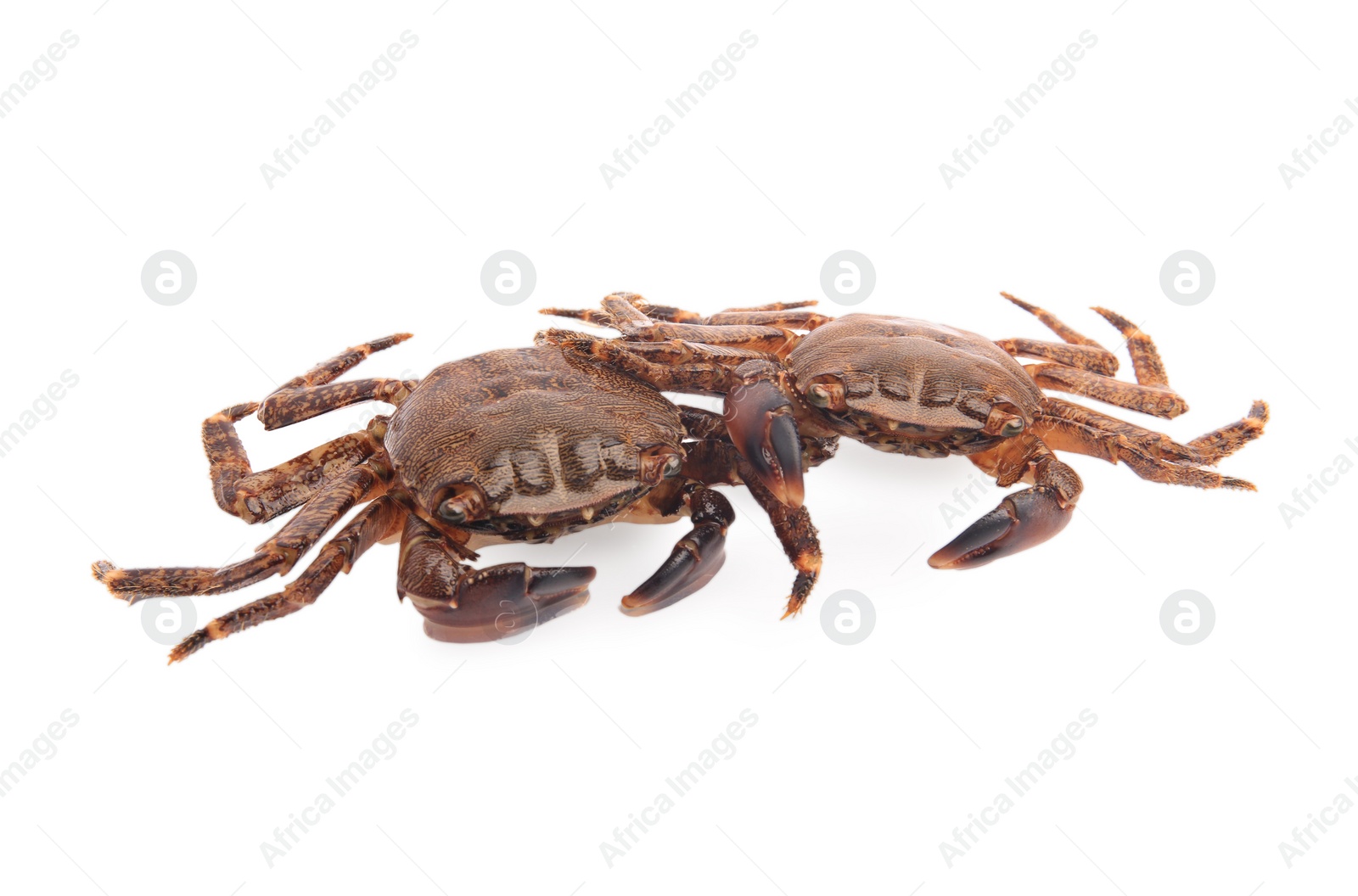 Photo of Two fresh raw crabs isolated on white