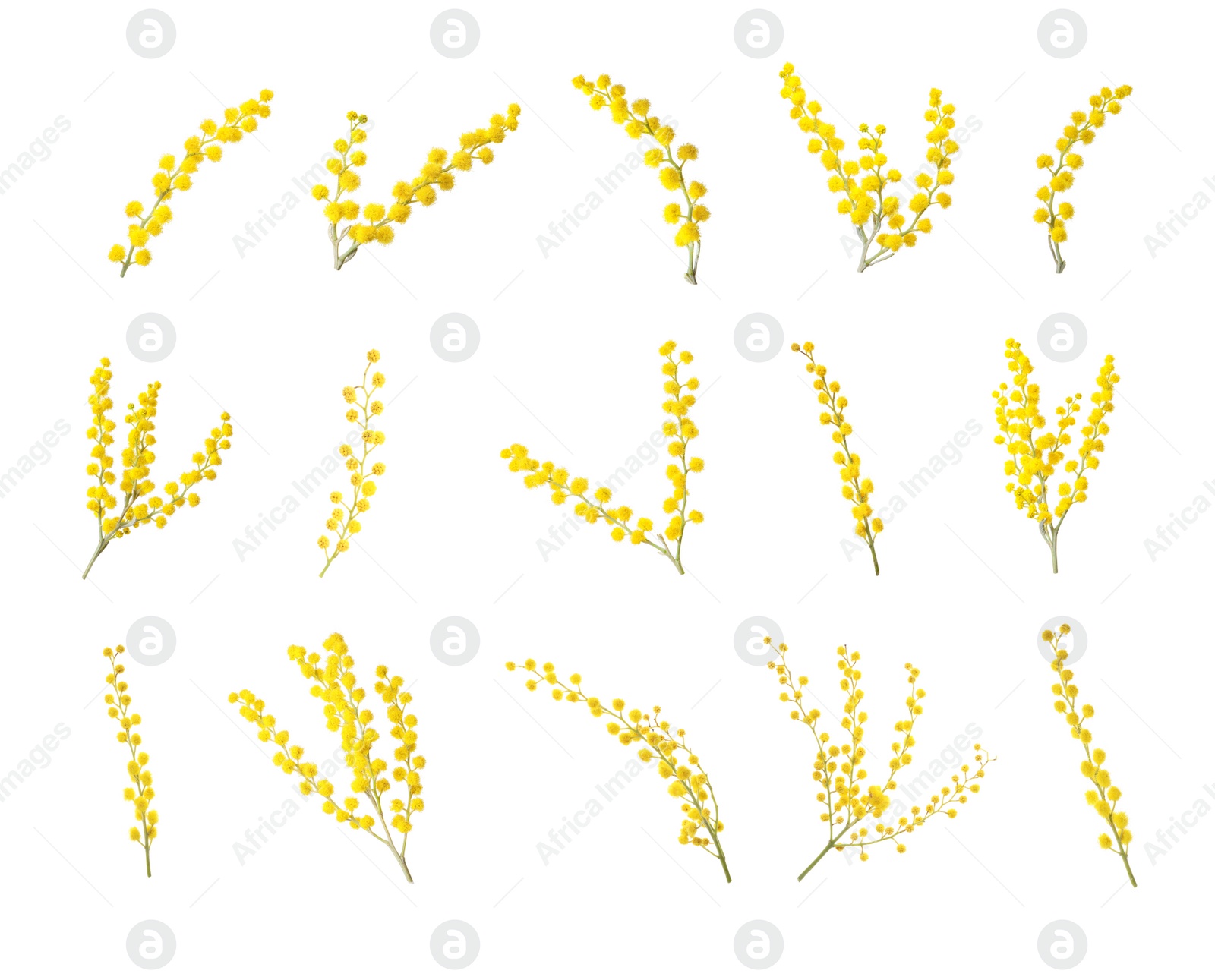 Image of Set with bright yellow mimosa flowers on white background