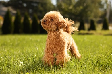 Cute Maltipoo dog on green lawn outdoors