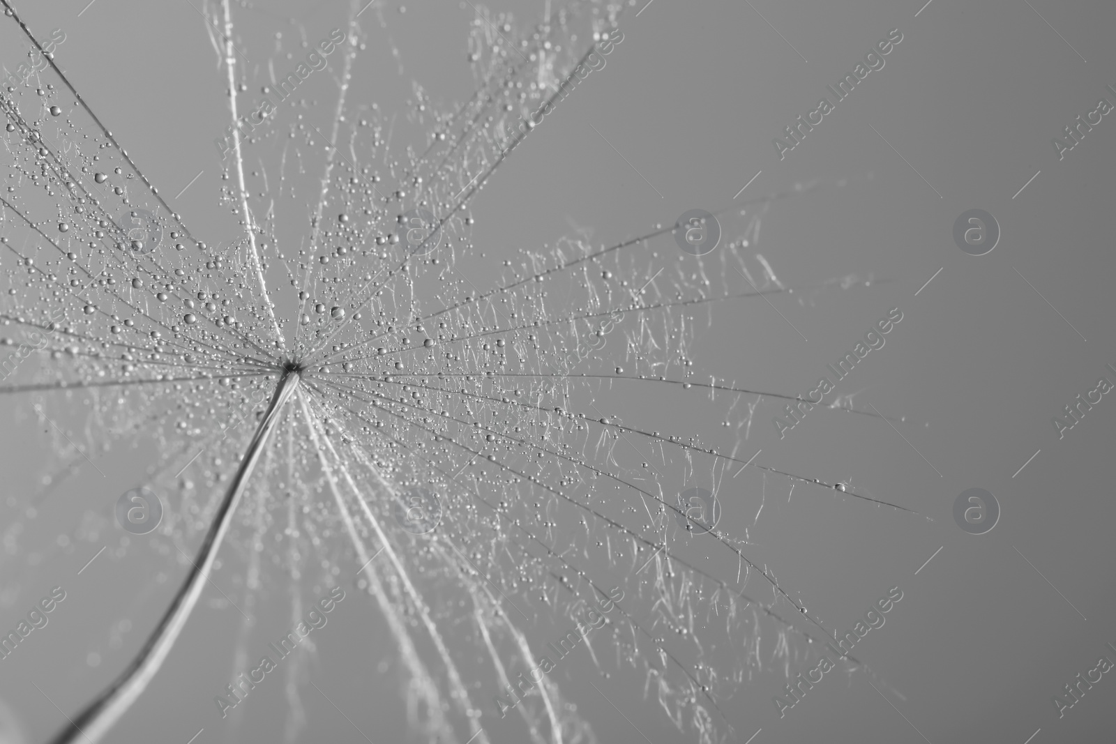 Photo of Dandelion seed on grey background, close up. Black and white effect