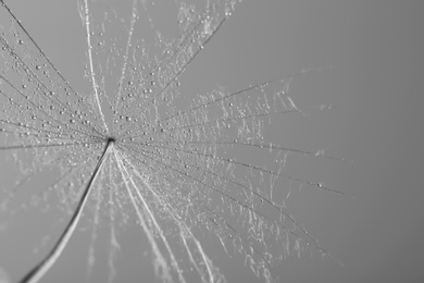 Photo of Dandelion seed on grey background, close up. Black and white effect