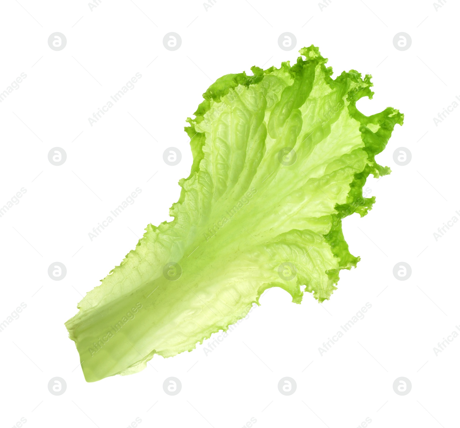 Photo of One green lettuce leaf isolated on white. Salad greens