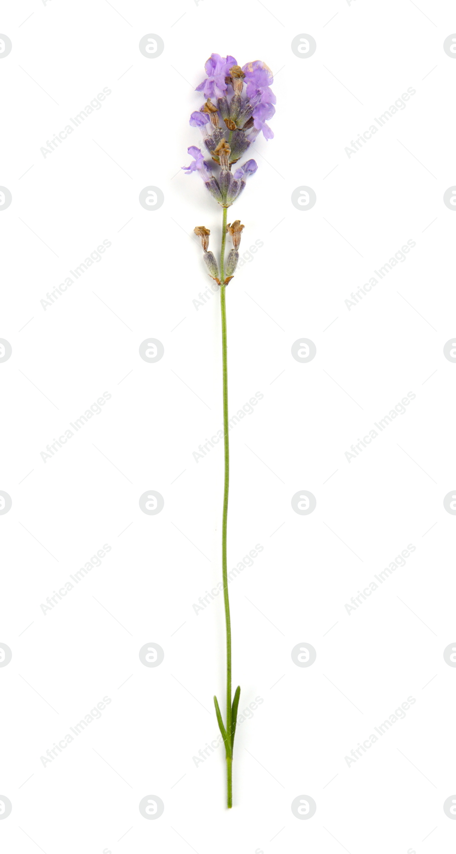 Photo of Beautiful blooming lavender flower on white background