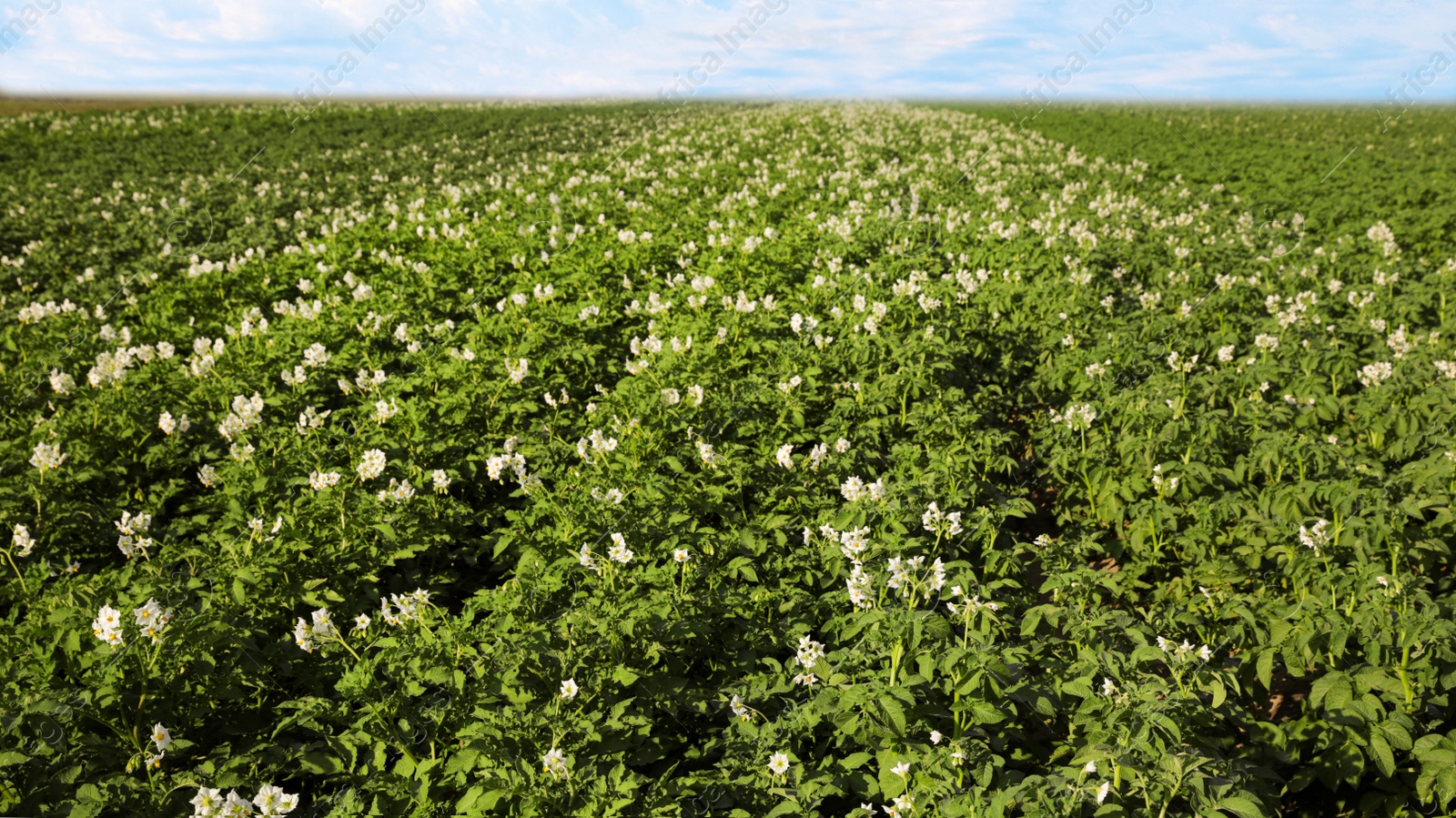 Photo of Beautiful field with blooming potato bushes on sunny day