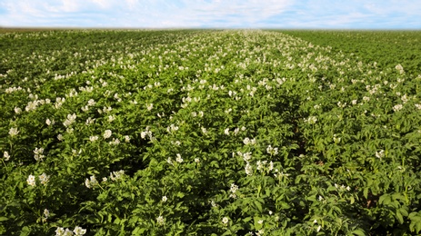 Photo of Beautiful field with blooming potato bushes on sunny day