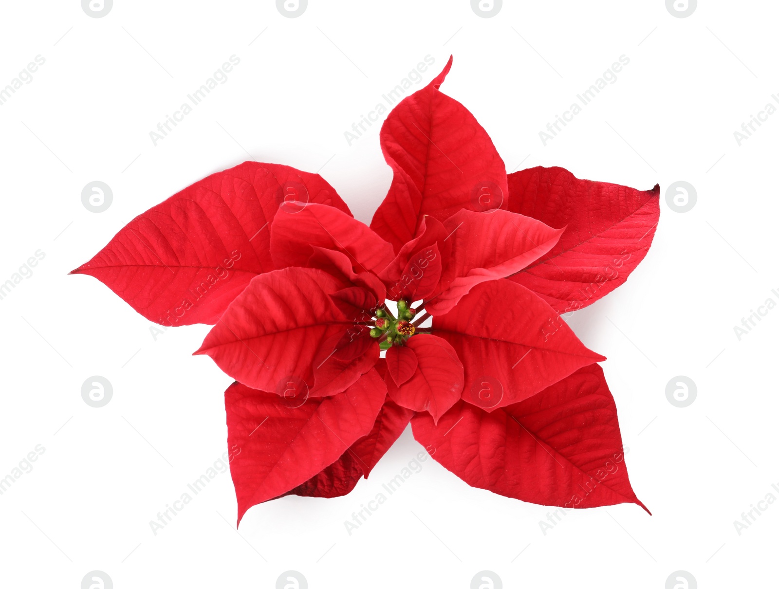 Photo of Beautiful Poinsettia isolated on white, top view. Traditional Christmas flower