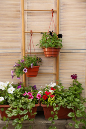 Photo of Beautiful petunia flowers in pots near folding screen