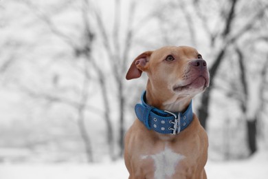 Photo of Cute dog in snowy park. Space for text