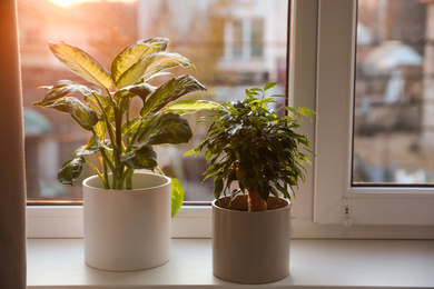 Photo of Beautiful potted plants on window sill at home