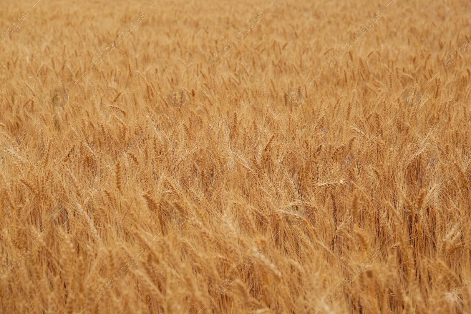 Photo of Beautiful agricultural field with ripe wheat crop