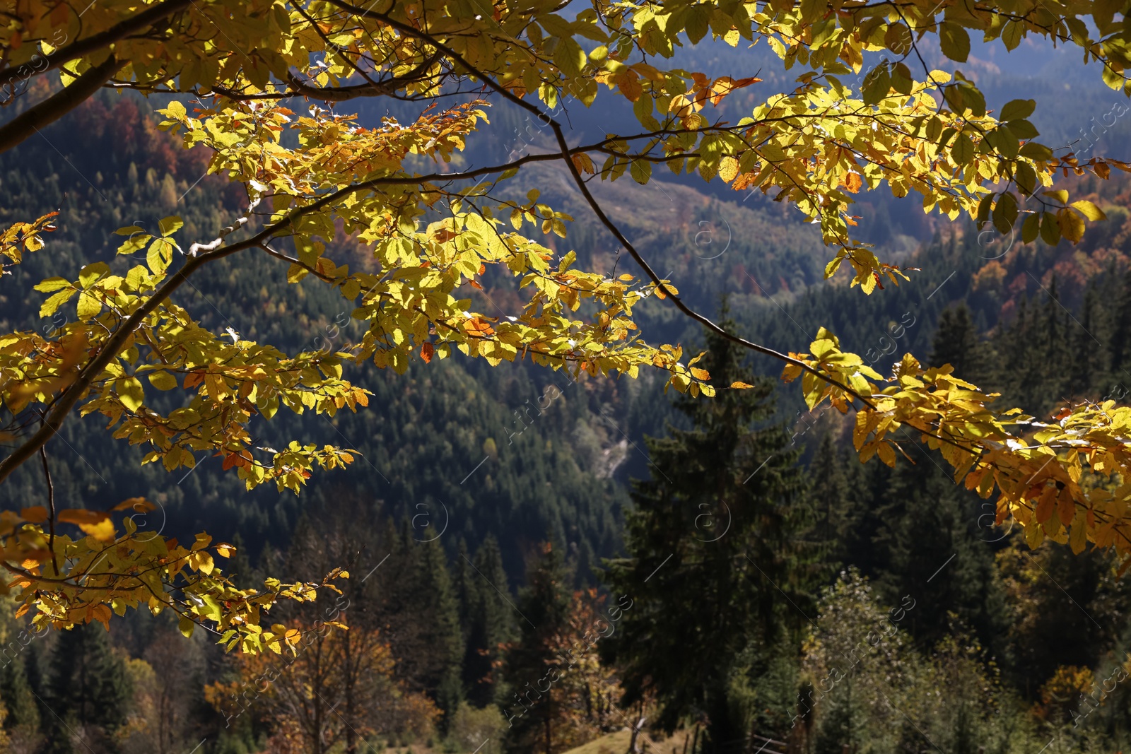 Photo of Beautiful tree with bright autumn leaves outdoors on sunny day